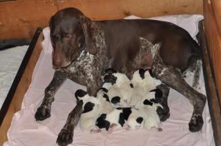 8-puppies.jpg